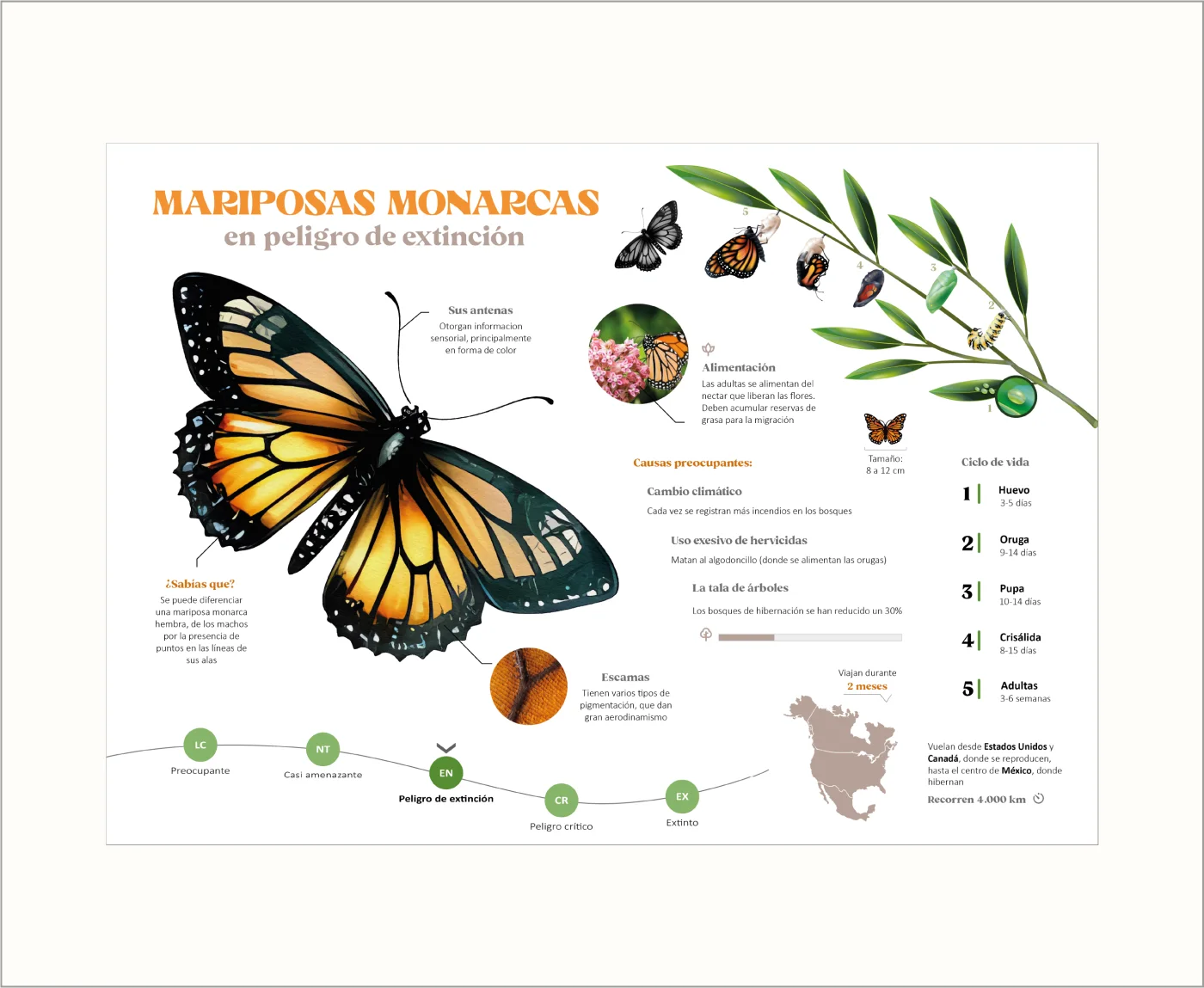 Infografía sobre mariposas monarca